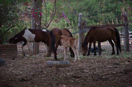 the foal with their familyの写真素材