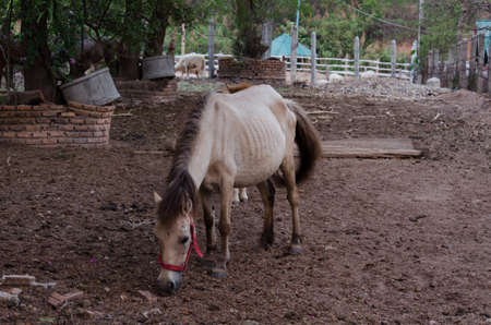 white horses in the stableの写真素材