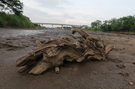 timber on the mud , low tideの写真素材