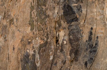 wood texture,background textureの写真素材