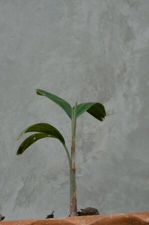 little palm in the potの写真素材