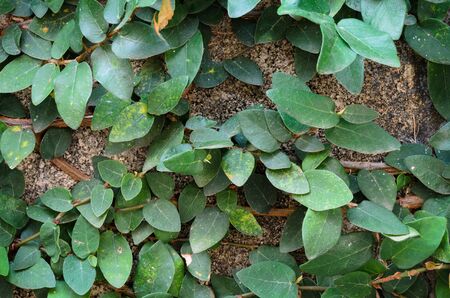 climbing fig on wall brick texture backgroundの写真素材