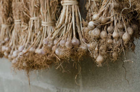 bunch of garlic hanging on the wall texture backgroundの写真素材