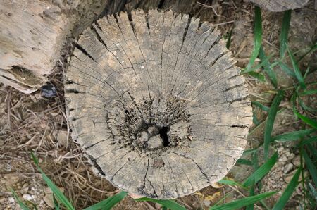 old log annual ring backgroundの写真素材
