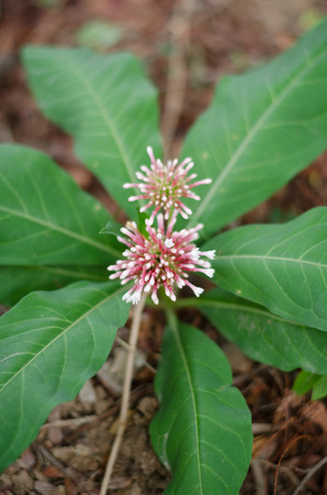 small pink-white flowersの写真素材