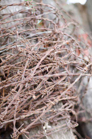 old the barbed wire ,focus on center of frameの写真素材