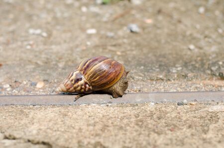 snail moving slowlyの写真素材