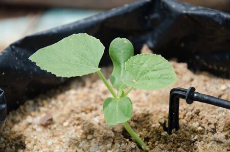 young melon plantの写真素材