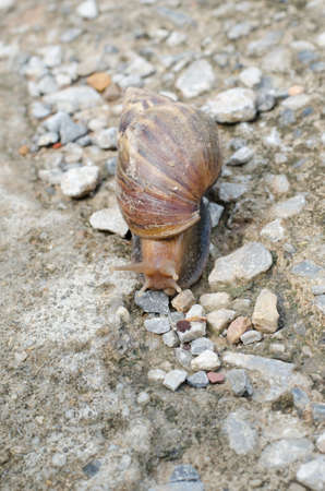 snail moving on old cementの写真素材