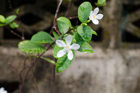 little white flowerの写真素材