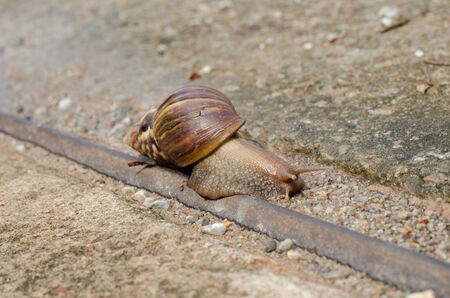 snail moving slowlyの写真素材
