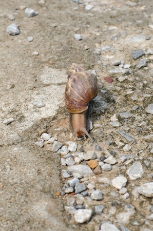 snail moving on old cementの写真素材