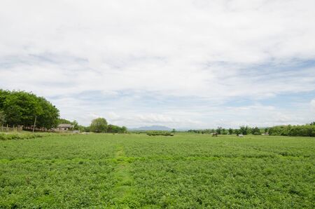 peanut field with white cloudの写真素材