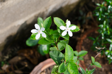 little white flowerの写真素材