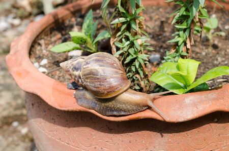 snail moving on flowerpotの写真素材