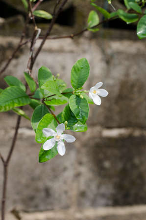 little white flowerの写真素材