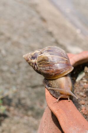 snail moving on flowerpotの写真素材