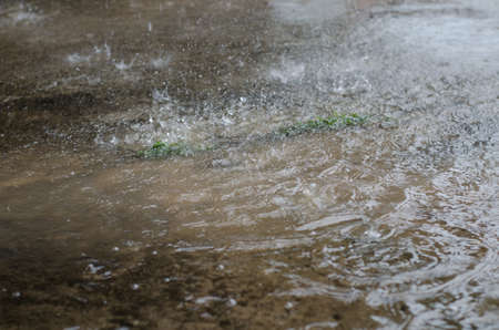 rain drop in rainy seasonの写真素材