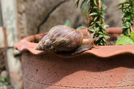 snail moving on flowerpotの写真素材
