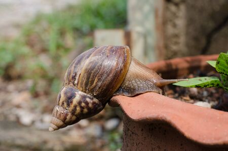 snail moving on jardiniereの写真素材