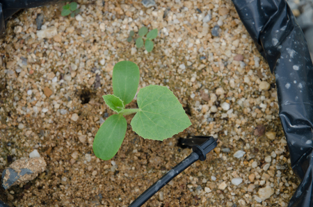 young melon plantの写真素材