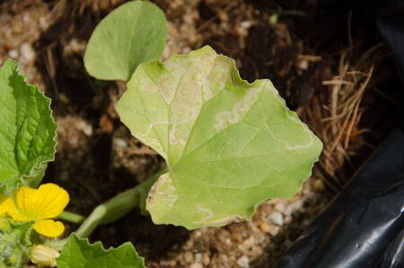 yong melon seeding damage by insectの写真素材