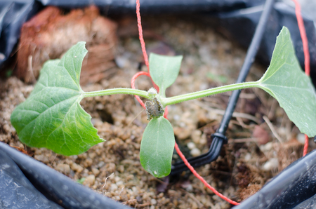 young melon plant diseaseの写真素材