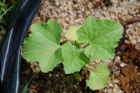 fresh leave of melonの写真素材