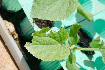 yong melon seeding damage by insectの写真素材