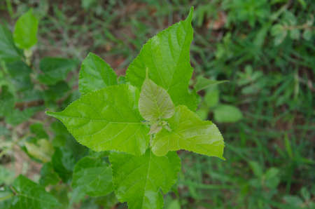 fresh leave of mulberryの写真素材