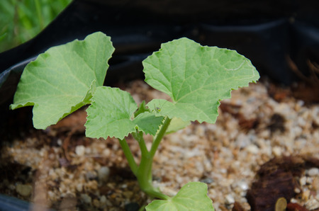 fresh leave of melonの写真素材