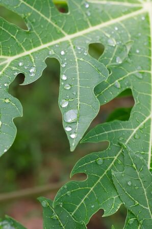 soft focus of water drop on green papaya leaves in morning after the rainの写真素材