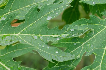 soft focus of green papaya leaves with water drop in morning after the rainの写真素材