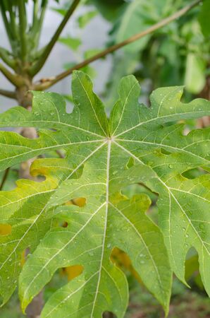 water drop on old papaya leaves in morning after the rainの写真素材