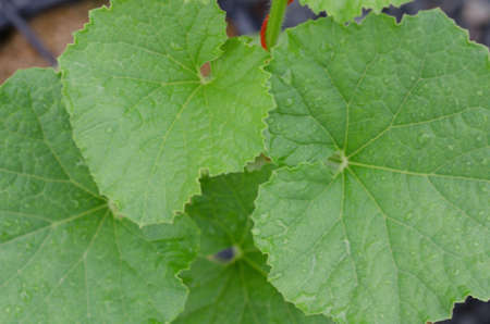 blur picture ,water drop on green leaves of melonの写真素材