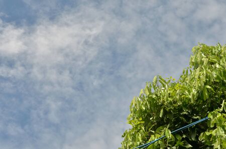 tree with skyの写真素材