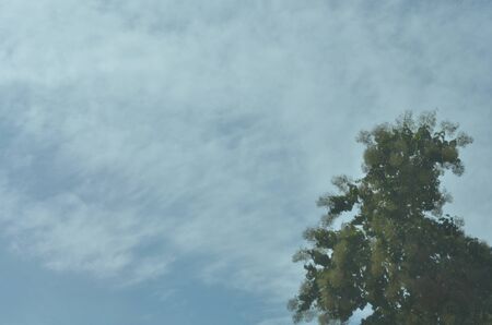 dark tone tree with skyの写真素材