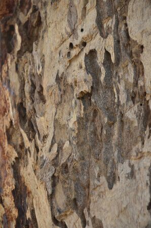 close-up old bark texture with natural termite nestsの写真素材