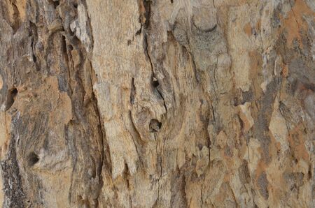 close-up old bark texture with natural termite nestsの写真素材