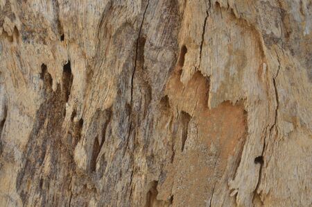 close-up old bark texture with natural termite nestsの写真素材