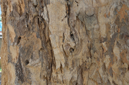 close-up old bark texture with natural termite nestsの写真素材