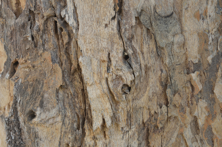 close-up old bark texture with natural termite nestsの写真素材