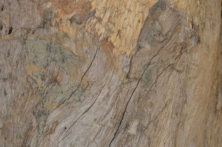 close-up old bark texture with natural termite nestsの写真素材