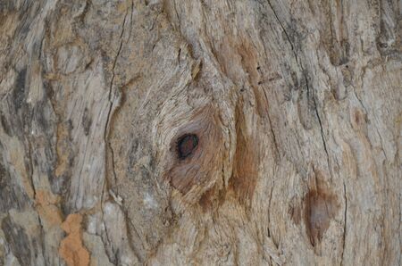 close-up old bark texture with natural termite nestsの写真素材