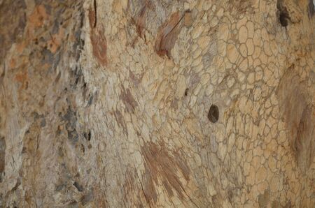 close-up old bark texture with natural termite nestsの写真素材