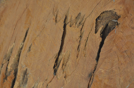 close-up old bark texture with natural termite nestsの写真素材