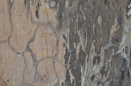 close-up old bark texture with natural termite nestsの写真素材