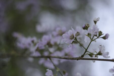 soft focus of little white flowersの写真素材