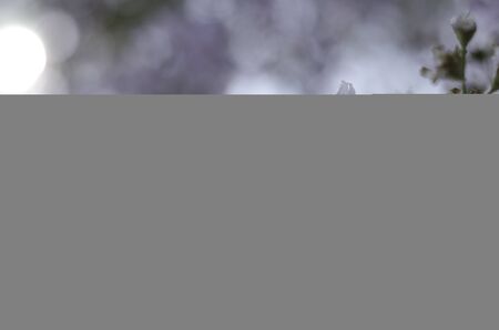 soft focus of little white flowersの写真素材