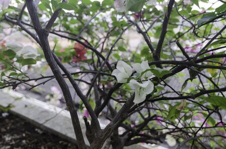 white Bougainvilleaの写真素材